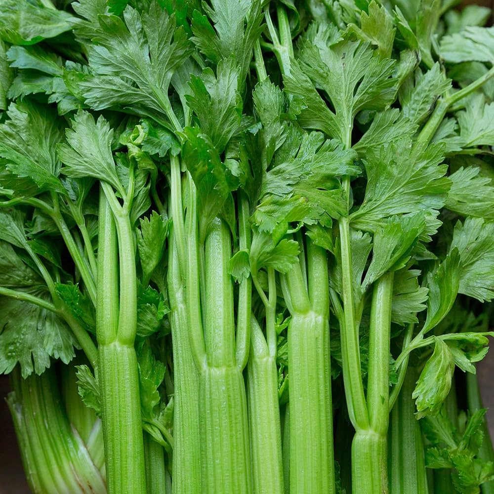 Celery Apium graveolens vegetable seeds