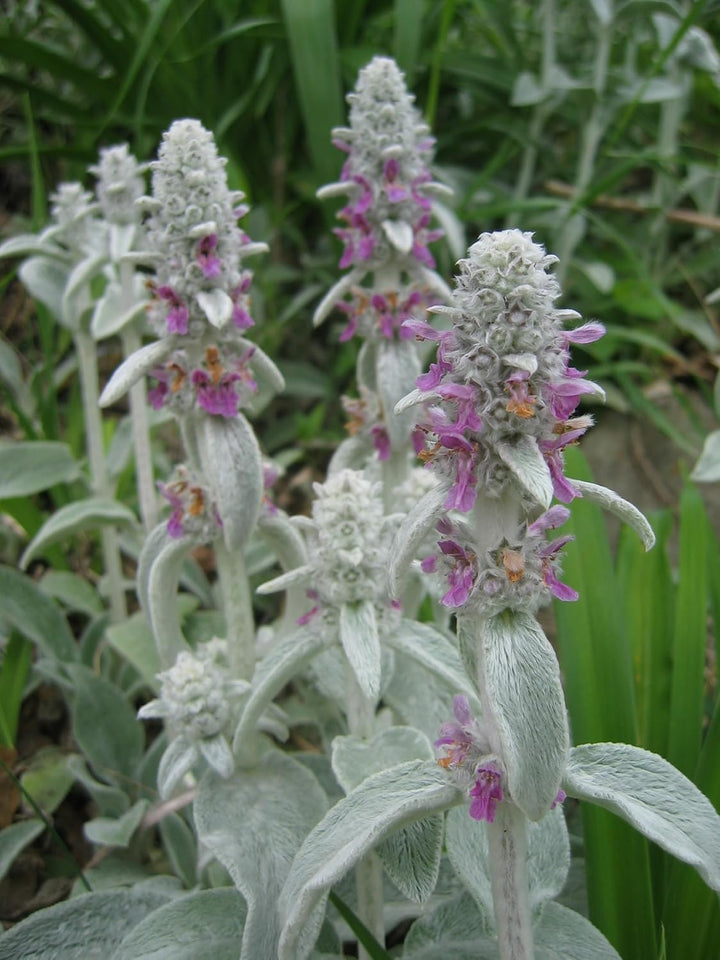 Stachys Flower Seeds for Planting - 100