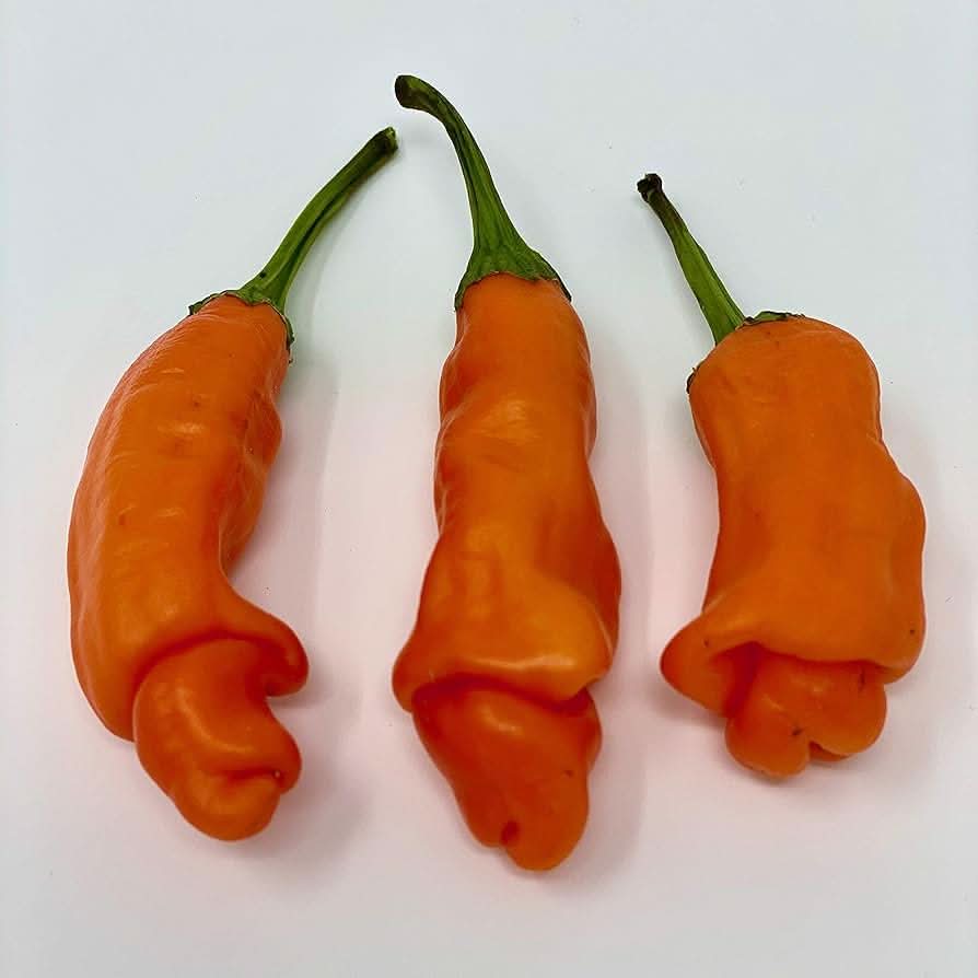 Peter Pepper Red Hot Chili Seeds for Indoor and Outdoor Garden Planting
