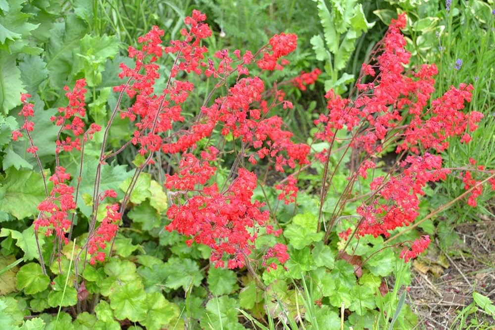 Firefly Coral Bells Seeds Pcs