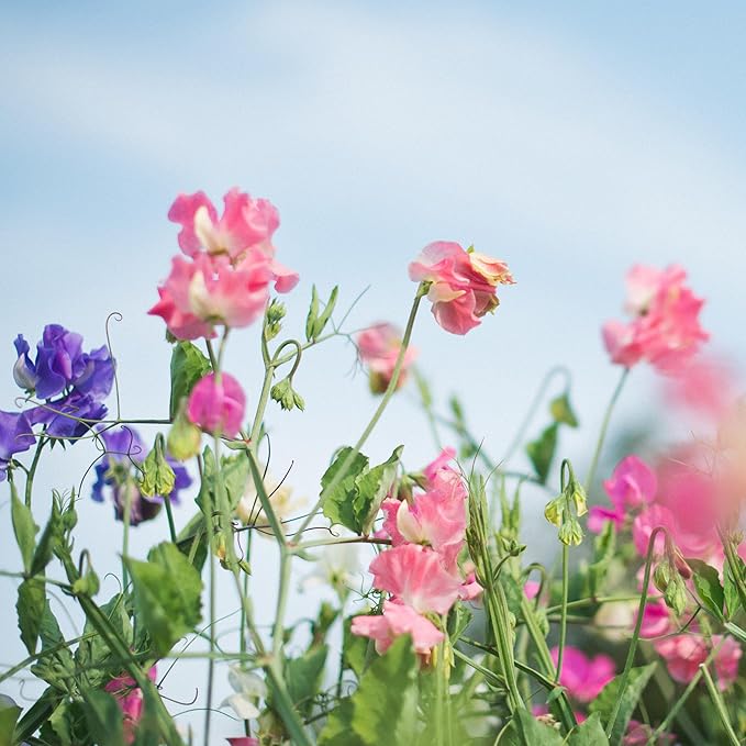 Sweet Pea Lathyrus odoratus Flower Seeds for Planting in Flower Bed