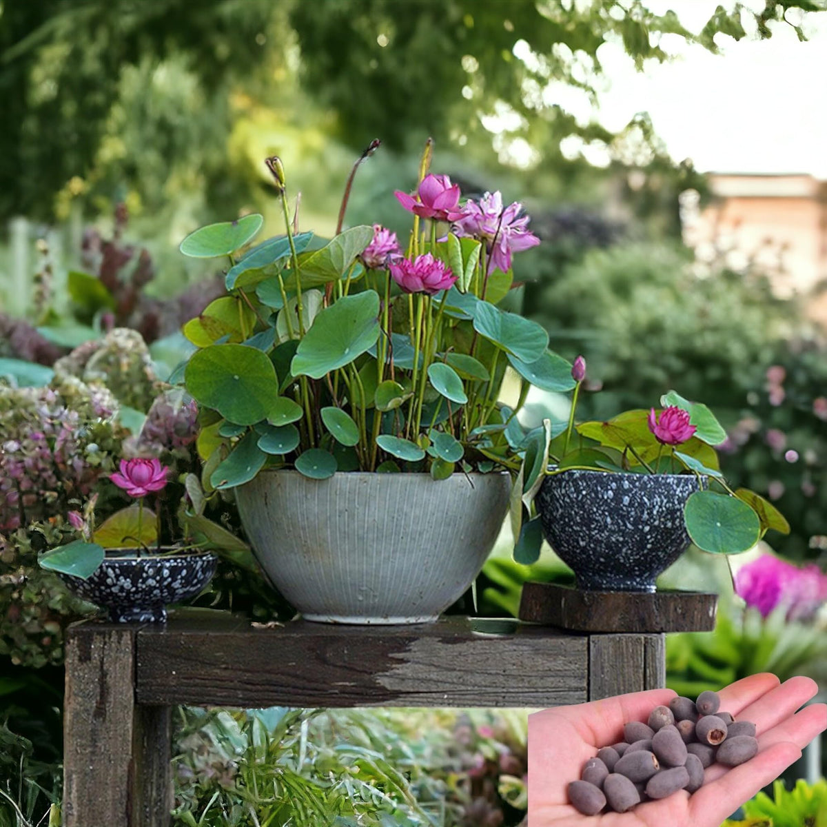 Exotic Mixed Pink Red & Green Lotus Seeds - Perfect for Indoor Gardens – Heirloom, Non-GMO, High Germination Organic Garden Seeds
