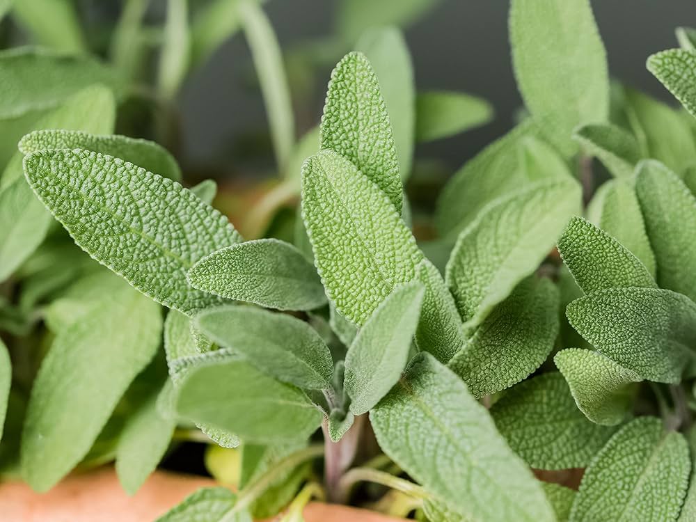 Sage Salvia officinalis Seeds for Planting - Great for Herb Garden & Vegetable Patch