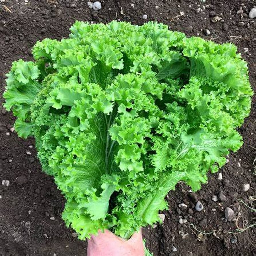 Green wave mustard (Brassica juncea) seeds for planting