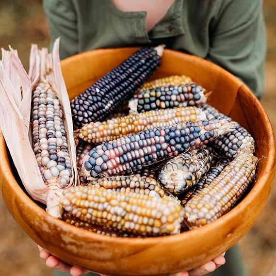 Corn Colorful Zea mays vegetable seeds for planting in backyard garden or home garden