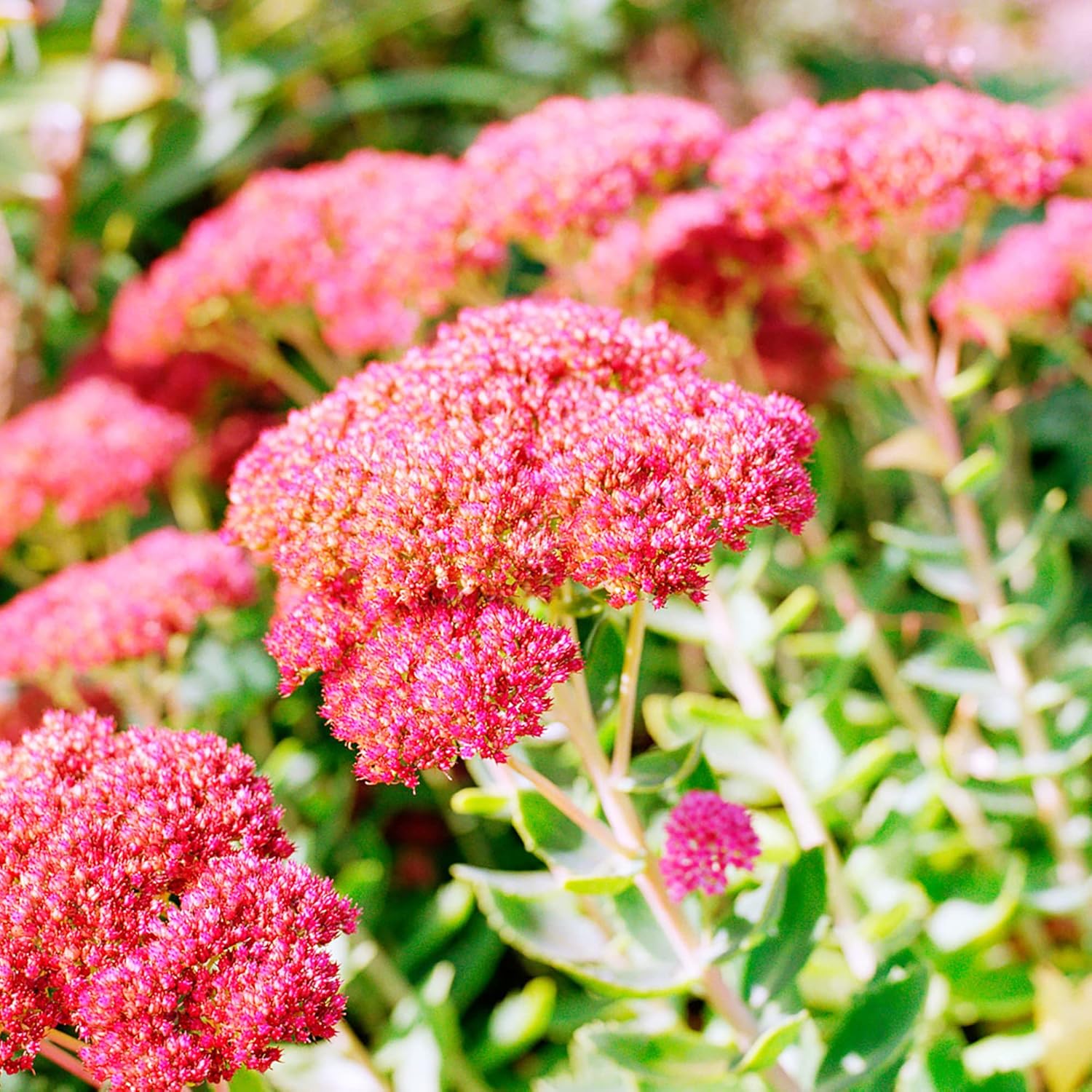 Sedum Seeds