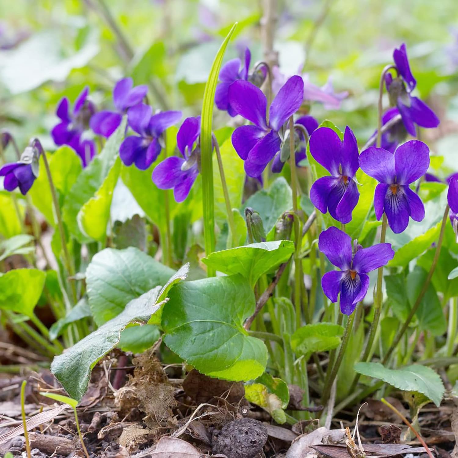 Sweet Violet Seeds