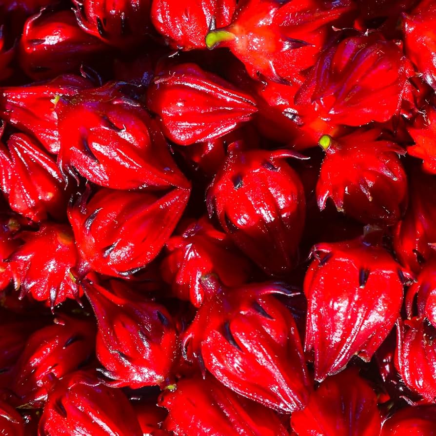 Florida Cranberry Seeds for Planting Vaccinium vitis-idaea for home gardens and berry patches