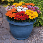 Gazania Kiss Rose – Gazania rigens – for planting in garden containers