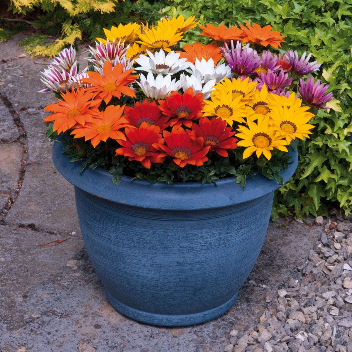 Gazania Kiss Rose – Gazania rigens – for planting in garden containers