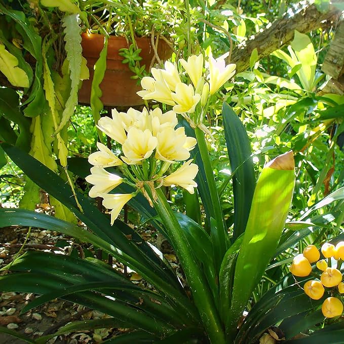 Dark Yellow Clivia Seeds