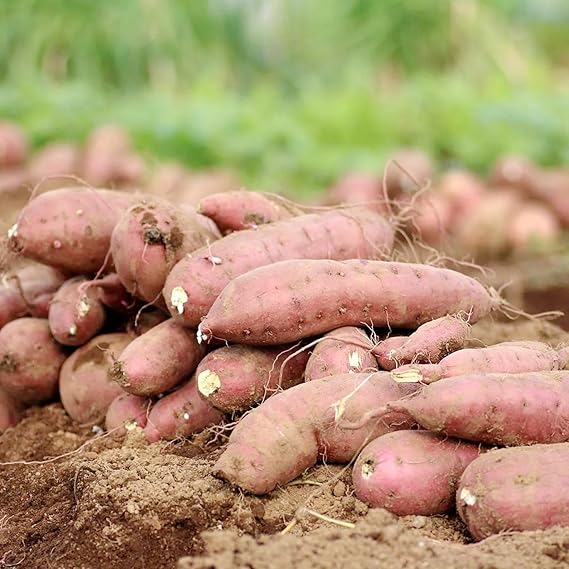 Sweet Potato Ipomoea batatas Vegetable Seeds for Planting in Vegetable Patch