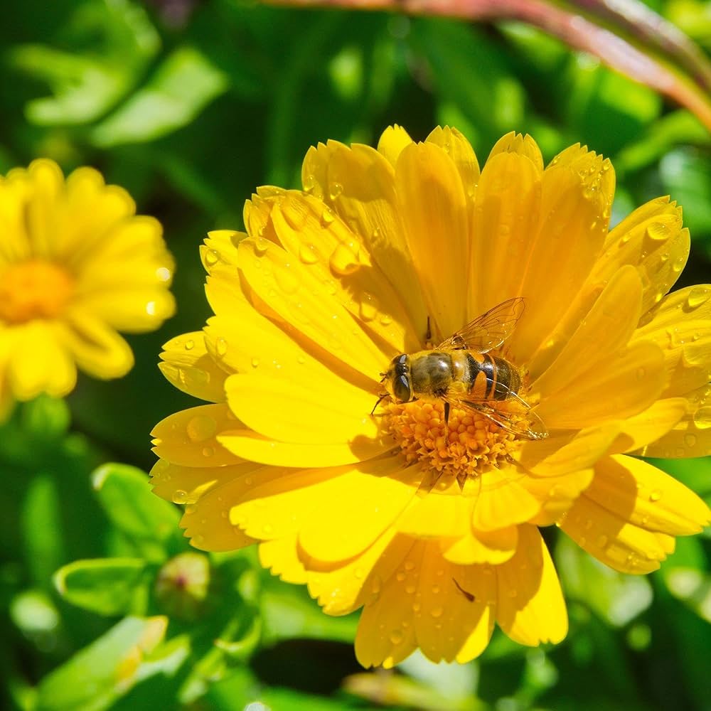Calendula Officinalis Yellow Flowering Seeds For Planting