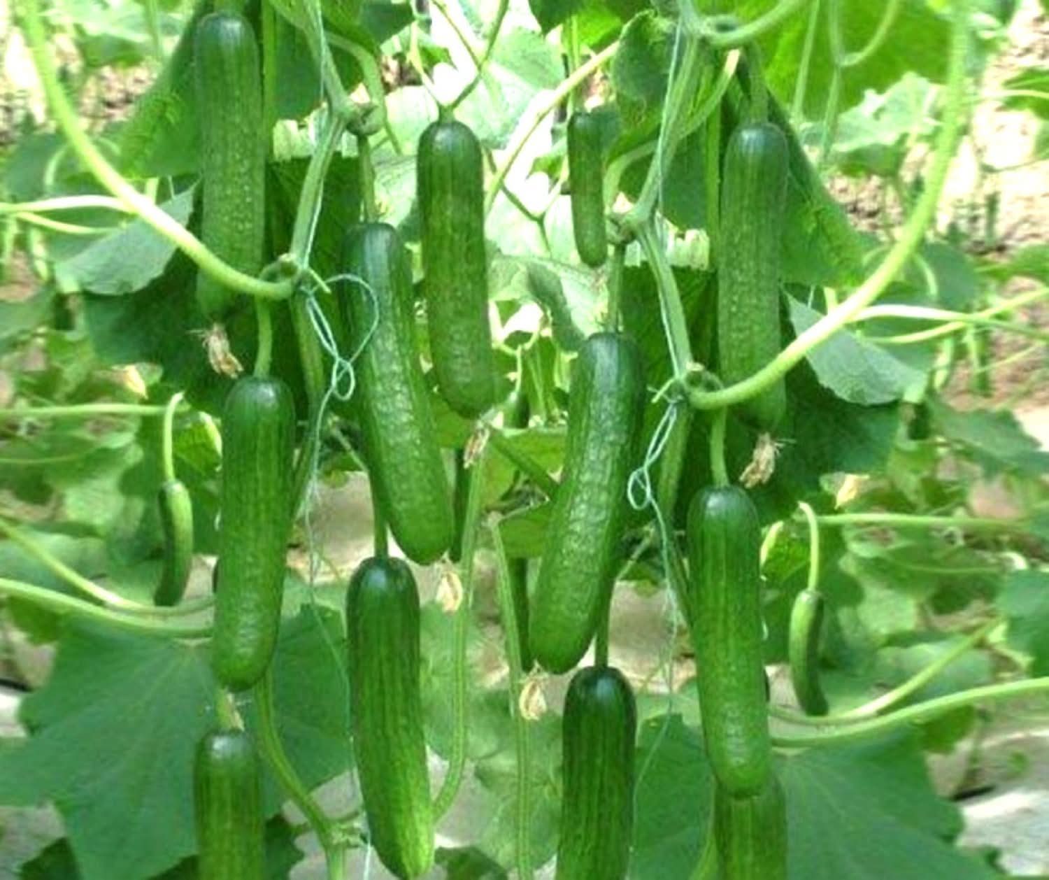 Nezhinskii cucumber plant grown from seeds with bumpy green skin and excellent pickling quality
