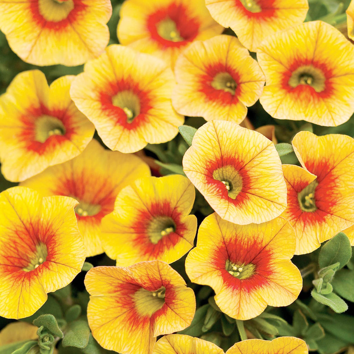 Apricot Punch Calibrachoa for planting in hanging baskets