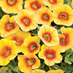 Apricot Punch Calibrachoa for planting in hanging baskets