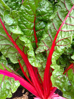 Ruby Vegetable Ruby Red Swiss Chard Beta vulgaris vegetable seeds for planting in ...