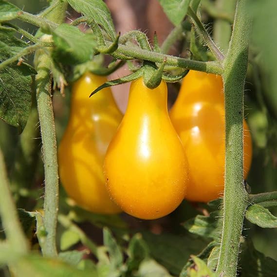 Tomato Solanum Lycopersicum Organic Heirloom Yellow Pear Vegetable Seeds for Planting – Small Fruit Variety for Patio and Garden