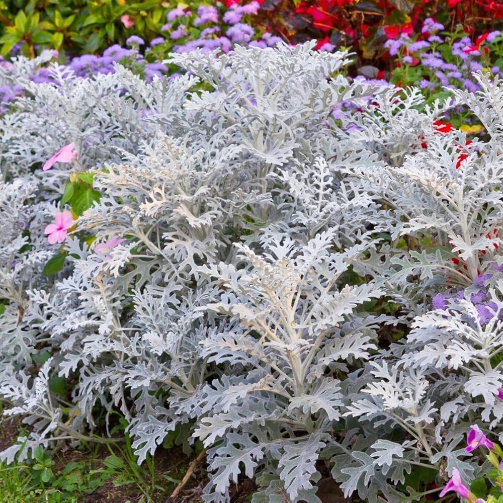 Dusty Miller Silverdust Senecio cineraria seeds for planting in flower bed