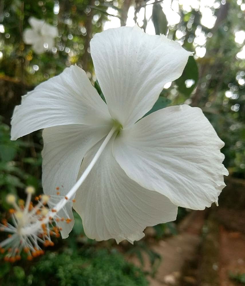 hibiscus rosa sinensis seeds Silver White Hibiscus Hibiscus rosa-sinensis flower seeds for tropical home garden planting