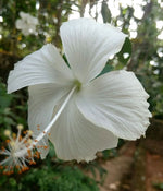 Silver - White for planting in home garden