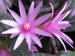 Hatiora Rosea Easter Cactus seeds for rare cactus garden