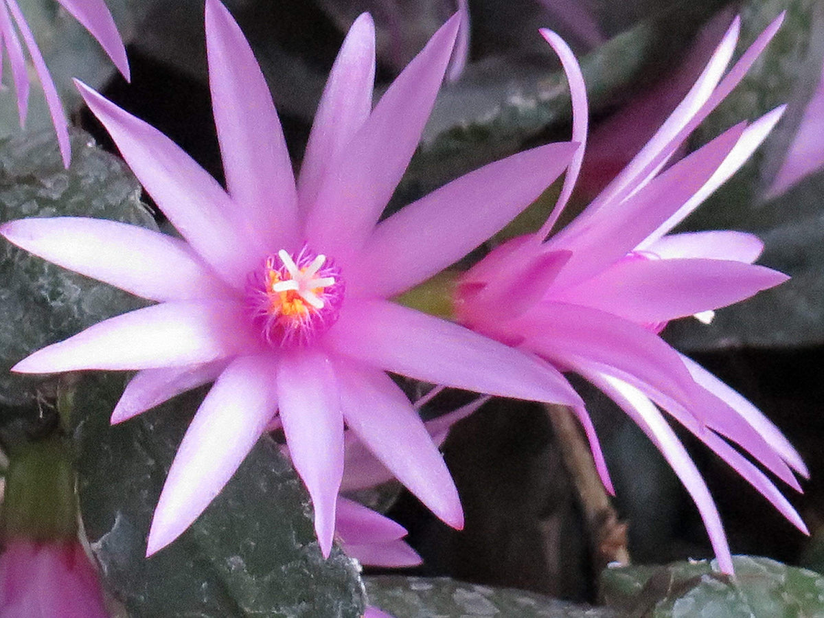 Hatiora Rosea Easter Cactus seeds for rare cactus garden