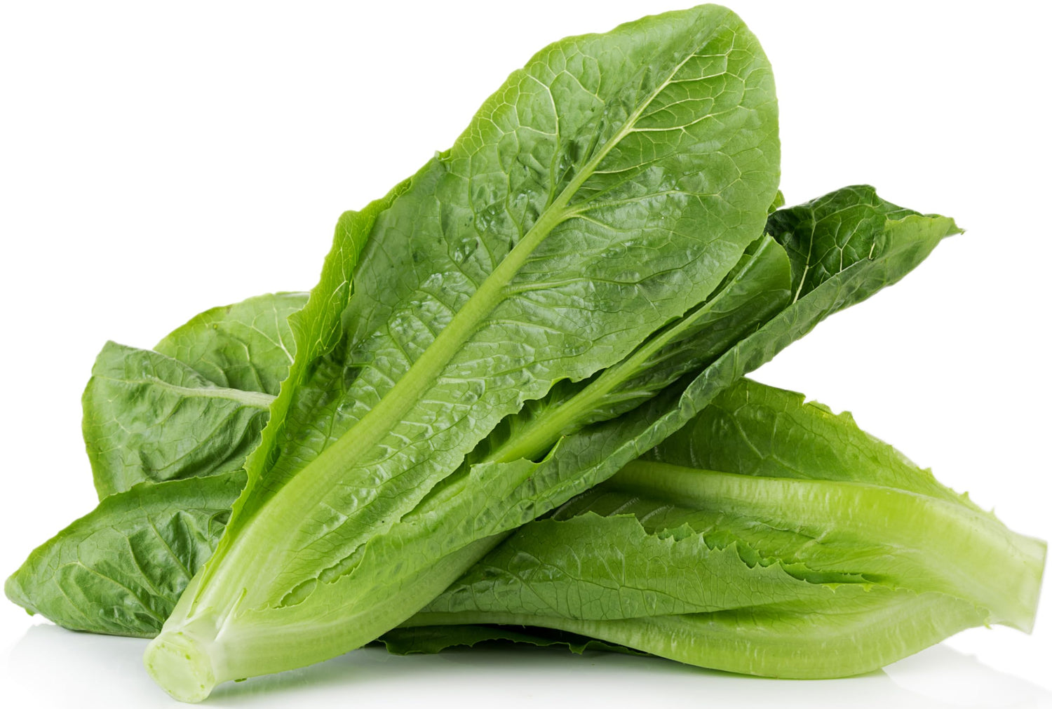 Lettuce Vegetable Seeds White Green for Planting - heirloom & Non-GMO Seeds