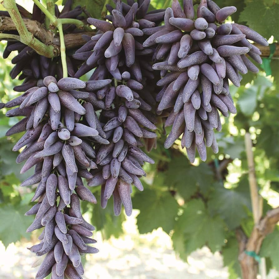 Finger Grape Vitis vinifera for planting in home garden