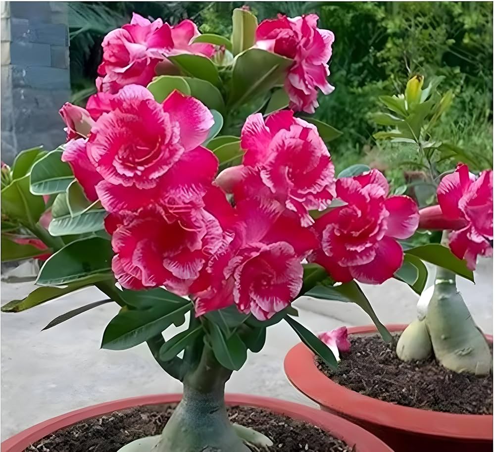 Spring Bonsai Ball Seeds - Pieces for Types of Mix Flowers for Yard Garden