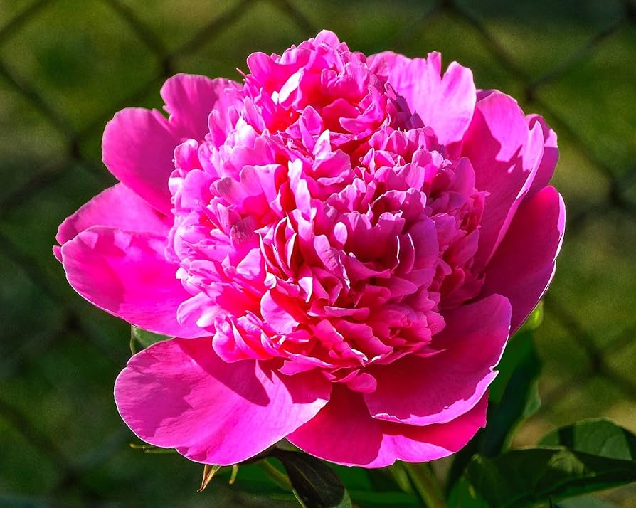 Chinese Peony Flower Seeds Paeonia lactiflora for Rare Indoor Bonsai Cultivation