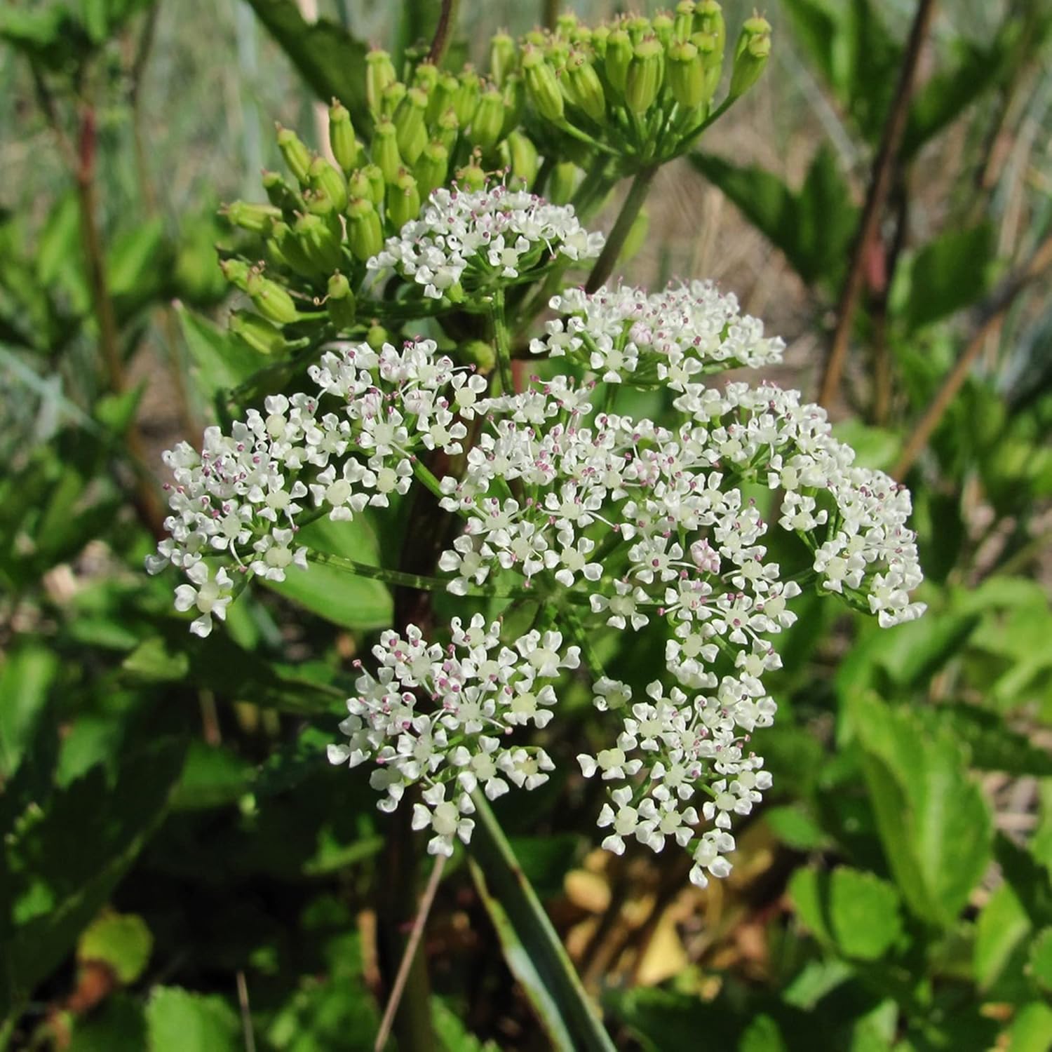 Ligusticum Porteri Seeds