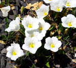 White Robe Cupflower Nierembergia hippomanica seeds