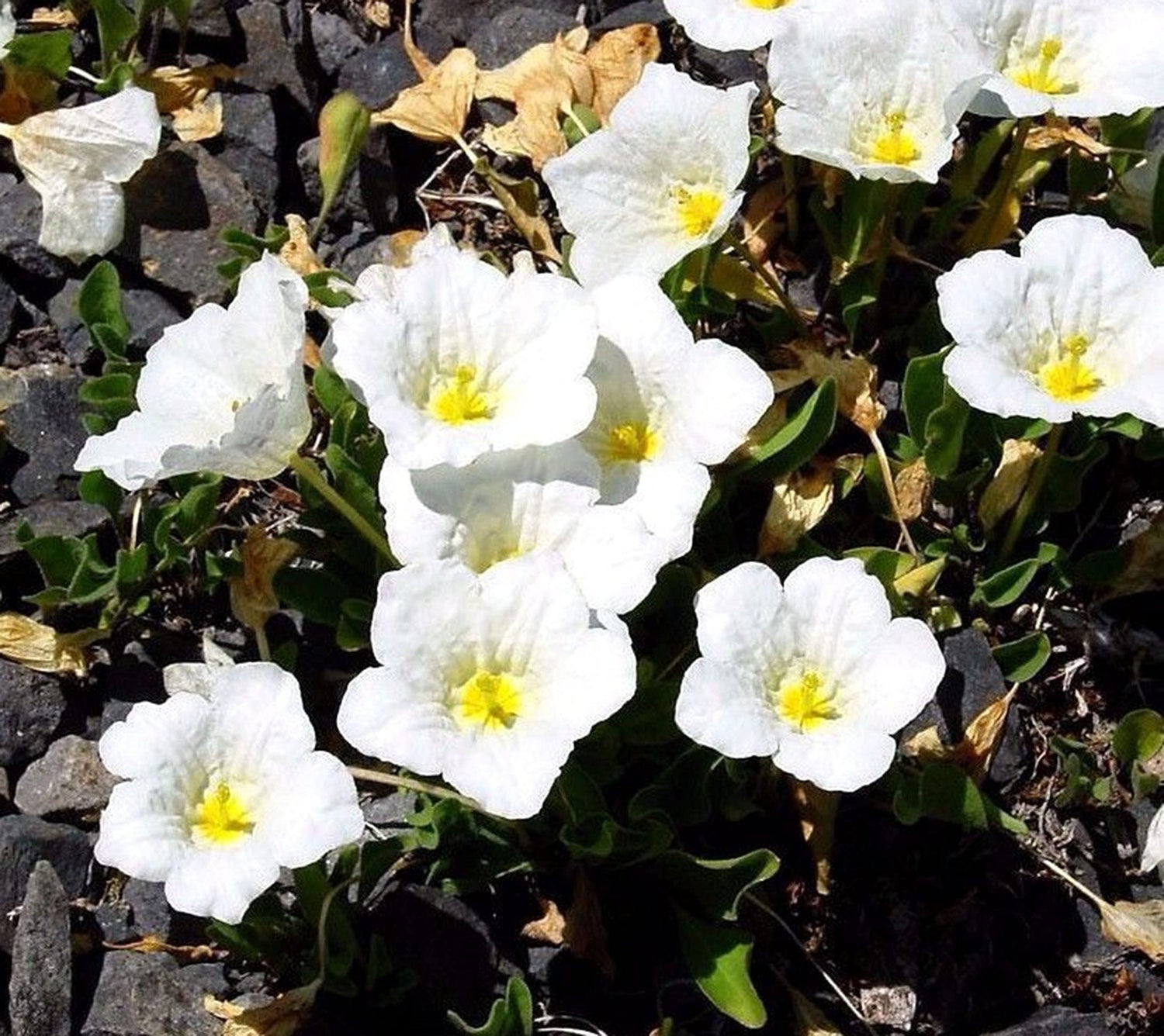 White Robe Cupflower Nierembergia hippomanica seeds