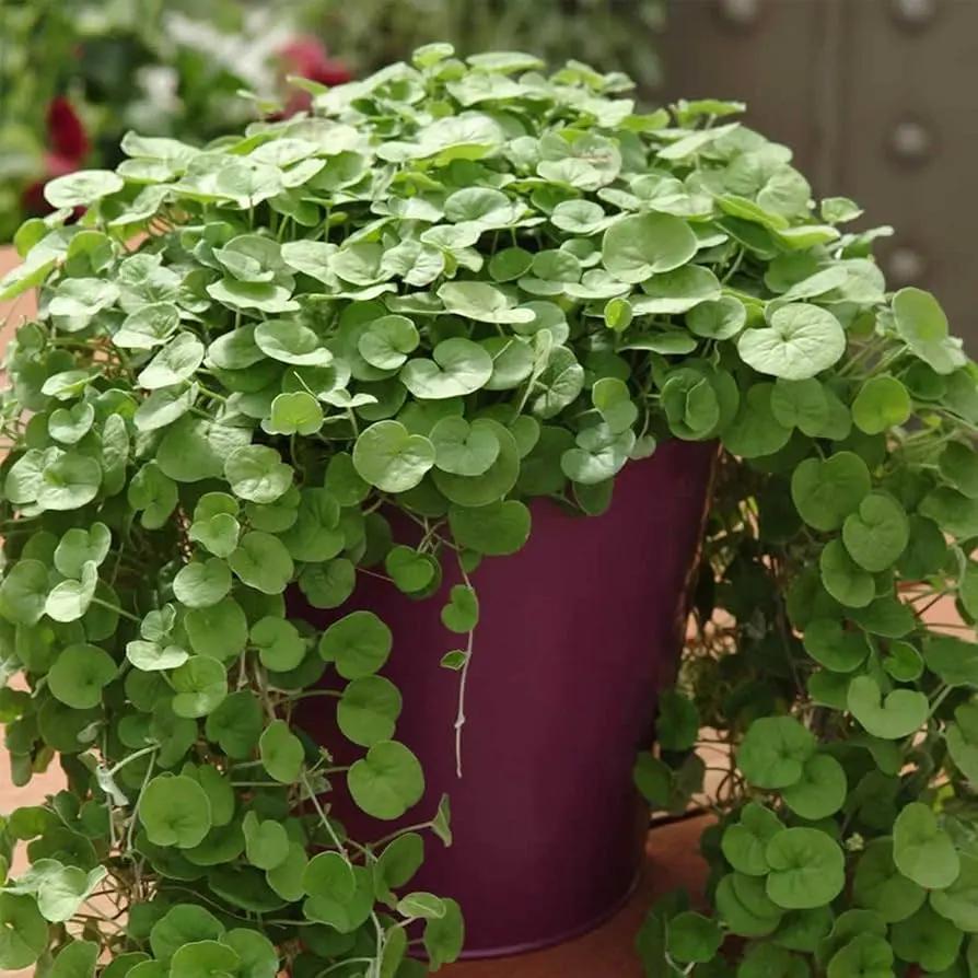 Emerald Falls Dichondra House Plant Seeds for Garden - NON GMO Seeds Dhara Seeds