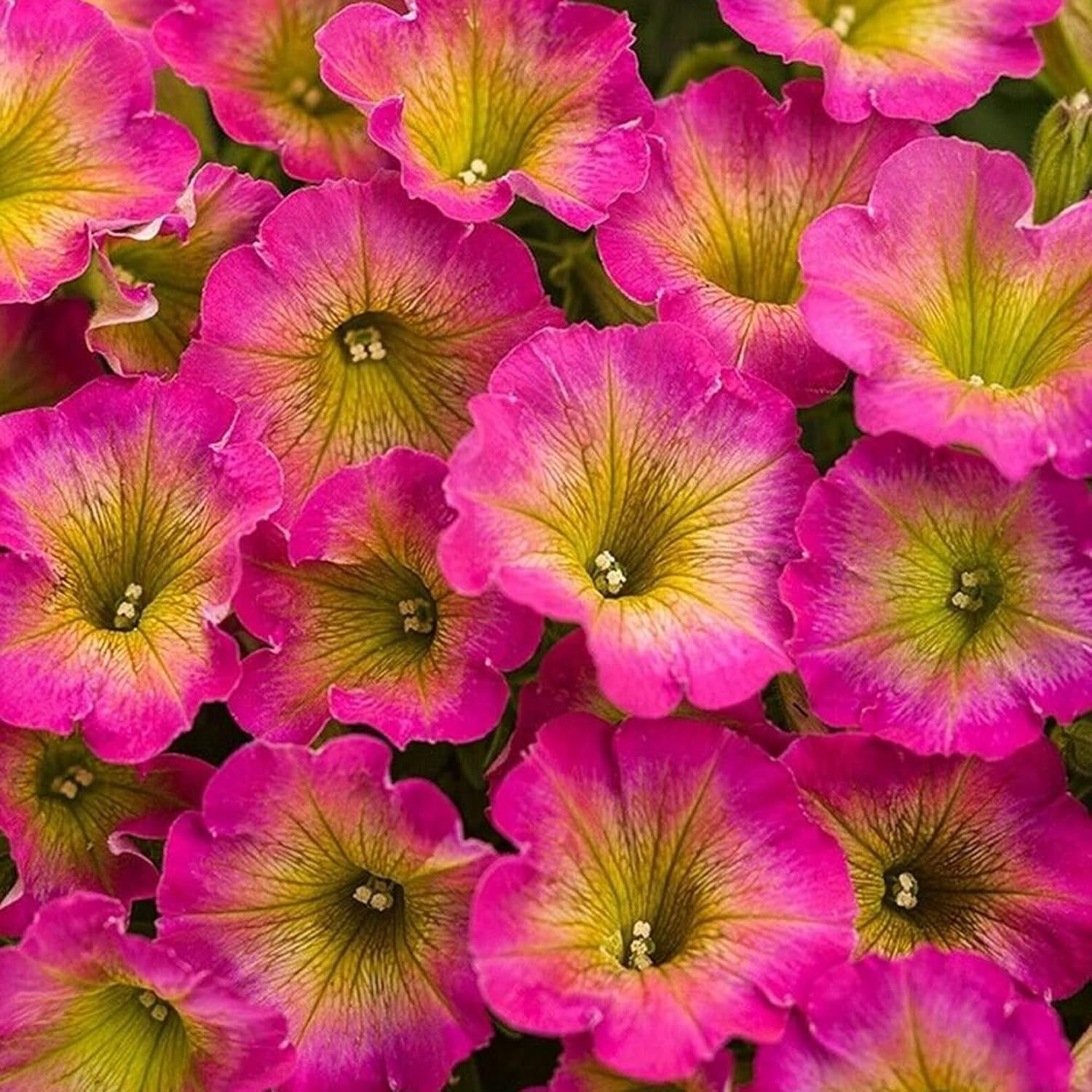 Petunia Supertunia Daybreak Charm Seeds