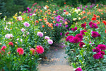 Dahlia Dahlia variabilis for planting in cutting garden