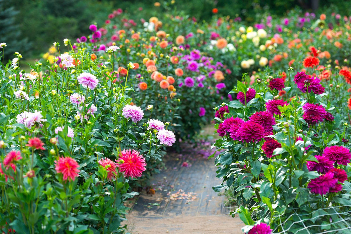 Dahlia Dahlia variabilis for planting in cutting garden