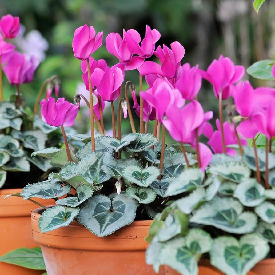 Cyclamen Shanghai Green Cyclamen Flowering Seeds For Planting