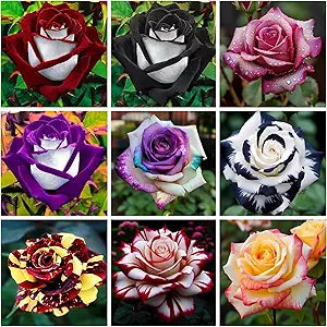 Rose Rosa Flower Seeds for Planting in backyard garden or ornamental beds