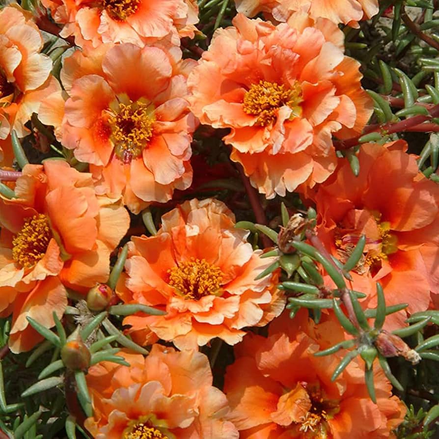 Portulaca Portulaca Grandiflora Orange Moss Rose Flower Seeds for Planting