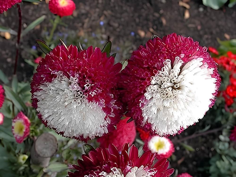 Aster Red Rainbow Chrysanthemum Perennial Flowering Seeds For Planting