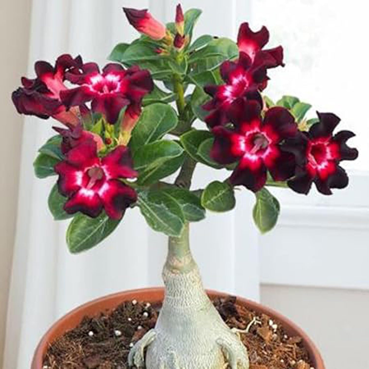Adenium desert rose mixed double petals bonsai seeds
