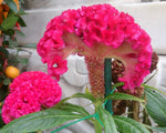 Cockscomb Celosia Cristata Seeds for planting in tropical garden