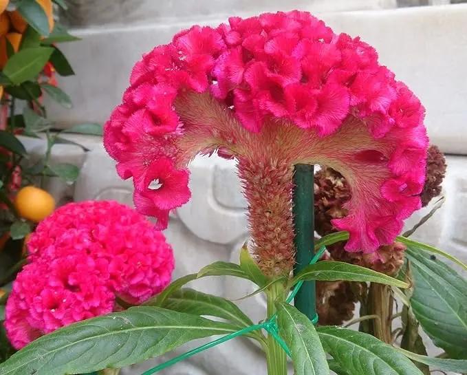 Dark Pink Celosia Seeds for Planting - NON GMO Seeds Dhara Seeds