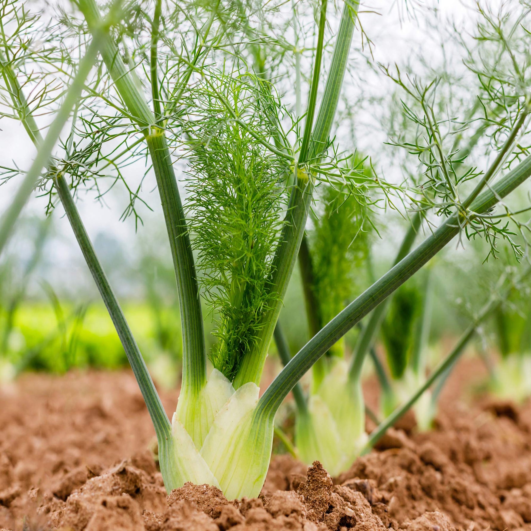 Fennel Foeniculum vulgare for planting in herb garden