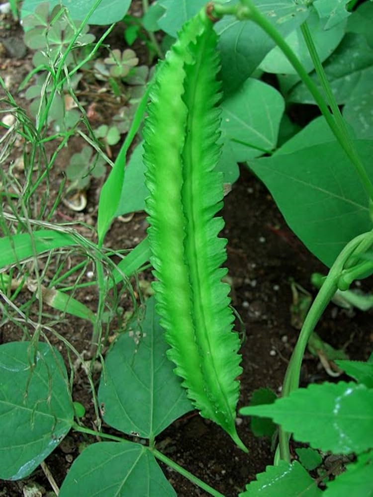 Super rare colorful bean Phaseolus vulgaris seeds for planting in kitchen gardens
