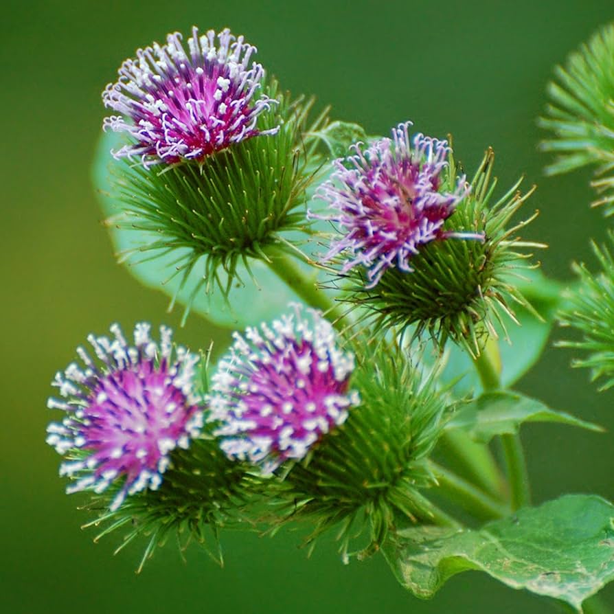 Earth Burdock Seeds ( , Medicinal Herb)