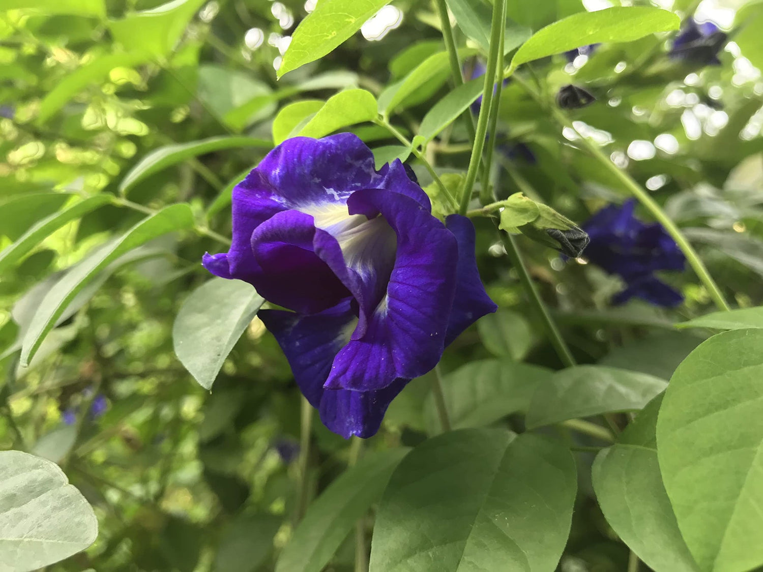 Clitoria Flower Seeds for Planting 100 seeds for planting in home garden