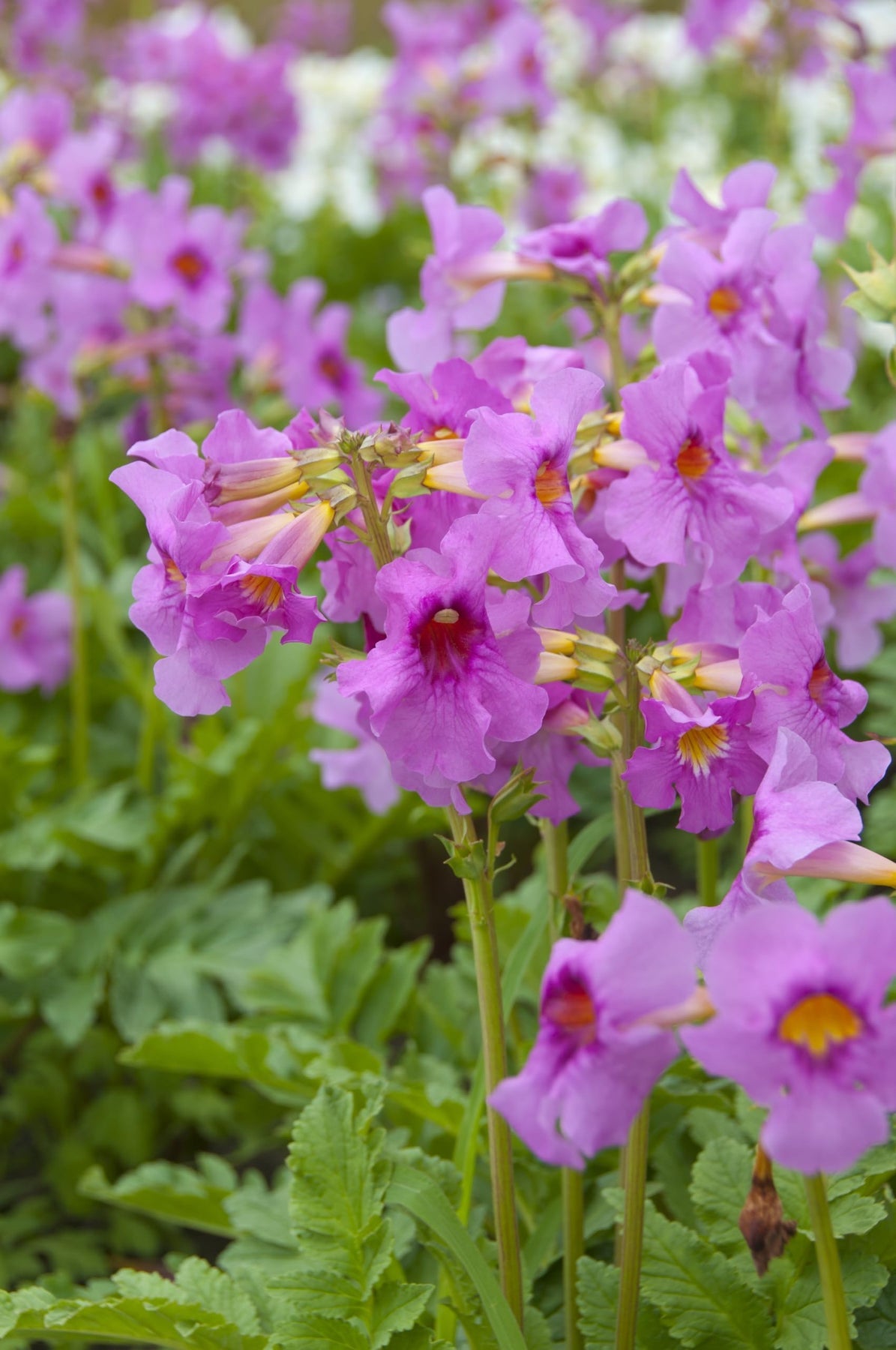 Incarvillea Delavayi Plant Seeds for Planting - 100 seeds for planting in home garden